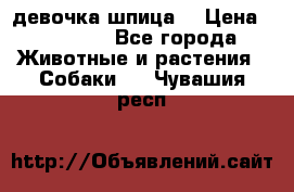 девочка шпица  › Цена ­ 40 000 - Все города Животные и растения » Собаки   . Чувашия респ.